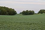 Isolated Picture With A Beautiful Potatoes Field Stock Photo