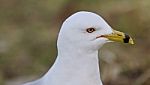 Isolated Picture With A Thoughtful Gull Stock Photo