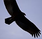 Isolated Picture With A Vulture In The Sky Stock Photo