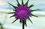 Israeli Thistle Stock Photo