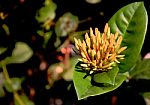 Ixora Stock Photo