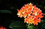 Ixora Stock Photo