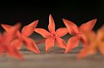 Ixora Flower Close Up Isolate In Black Stock Photo