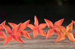 Ixora Flower Close Up Isolate In Black Stock Photo