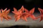 Ixora Flower Close Up Isolate In Black Stock Photo