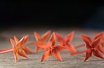 Ixora Flower Close Up Isolate In Black Stock Photo