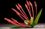 Ixora Flower With Leaves Isolate In Black Stock Photo