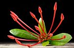 Ixora Flower With Leaves Isolate In Black Stock Photo