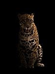 Jaguar ( Panthera Onca ) In The Dark Stock Photo