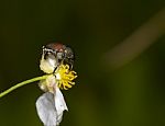 Japanese Beetle Stock Photo