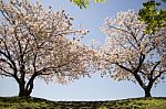 Japanese Cherry Blossoms - Sakura Stock Photo