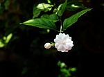 Jasmine Flowers Stock Photo