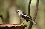 Juvenile Female Oriental Magpie-robin Stock Photo
