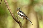 Juvenile Female Oriental Magpie-robin Stock Photo