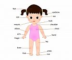 Kid Anatomy Stock Photo