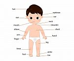 Kid Anatomy Stock Photo