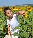 Kid And Sunflowers Stock Photo