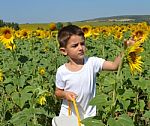 Kid And Sunflowers Stock Photo