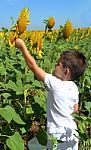 Kid And Sunflowers Stock Photo