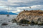 King Cormorant Colony Sits On An Island In The Beagle Channel. S Stock Photo