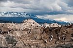 King Cormorant Colony Sits On An Island In The Beagle Channel. S Stock Photo