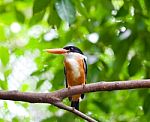 Kingfisher Stock Photo