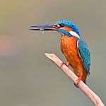 Kingfisher Bird Stock Photo