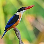 Kingfisher Bird Stock Photo