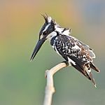 Kingfisher Bird Stock Photo