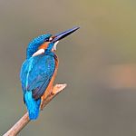 Kingfisher Bird Stock Photo