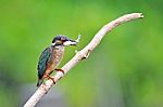 Kingfisher eating fish Stock Photo