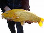 Koi Yellow Carp Stock Photo