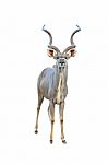 Kudu Isolated Stock Photo