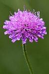 Labiate Aquatica Scabioso Stock Photo