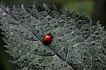 Lady Bug Beetle Stock Photo