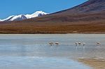 Laguna Canapa In Altiplano A Salt Lake, Bolivia Stock Photo