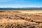 Lake Titicaca From The Bolivian Side Stock Photo