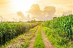 Landscape Of Corn Field And Local Road With The Sunset  Stock Photo