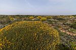 Landscape With Ulex Densus Shrubs Stock Photo