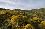 Landscape With Ulex Densus Shrubs Stock Photo