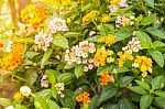 Lantana Camara Flower Bloom In The Garden Stock Photo