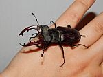 Large Beetle Stag Beetle Insects Stock Photo