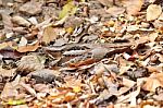 Large-tailed Nightjar Bird Stock Photo