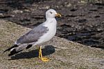 Larus Gull In A Summer Day Stock Photo