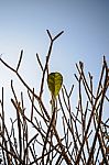 Last Leaf On The Tree Stock Photo