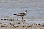 Laughing Gull Stock Photo