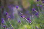 Lavender Stock Photo