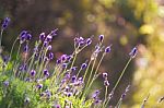 Lavender Stock Photo