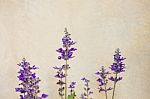 Lavender Flowers Blooming Stock Photo