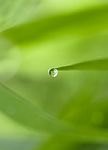 Leaf Guttation Stock Photo